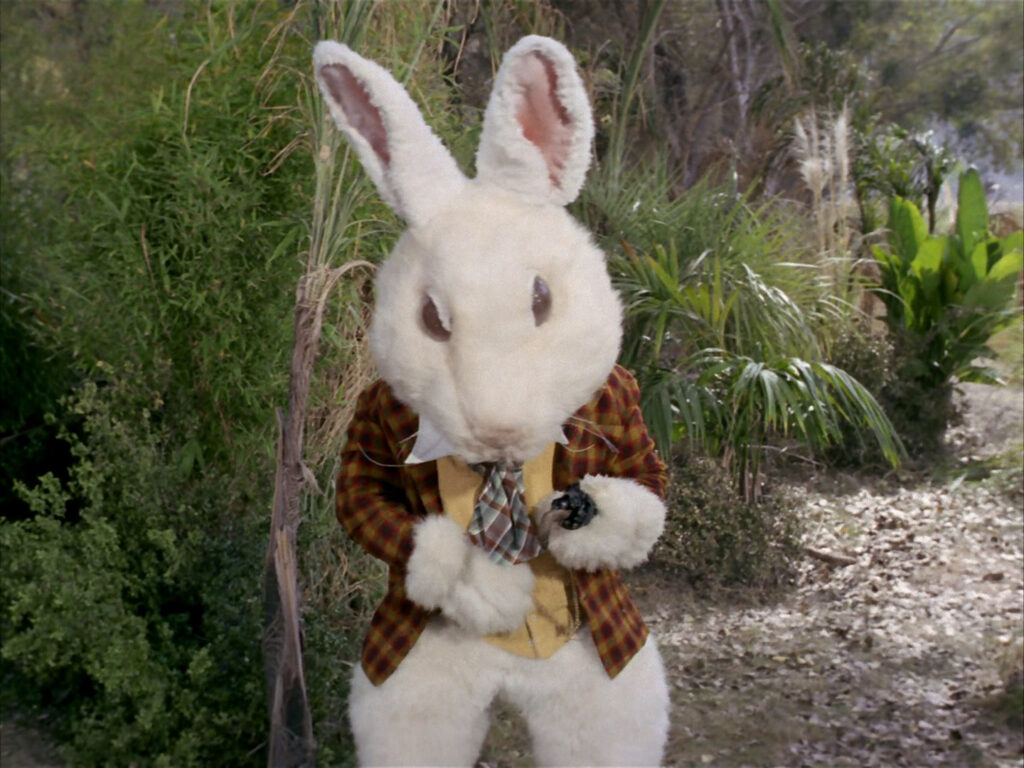 McCoy spots a white rabbit.