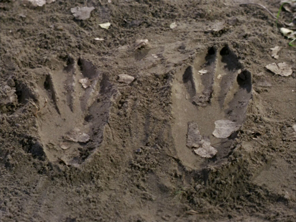 Giant rabbit tracks
